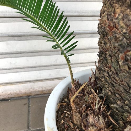 大型! 子株大量 ソテツ 蘇鉄 Cycas revoluta その他インテリア 大型! 子株大量 ソテツ 蘇鉄 Cycas revoluta その他インテリア