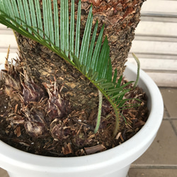 大型！ 子株大量 ソテツ 蘇鉄 Cycas revoluta 12枚目の画像