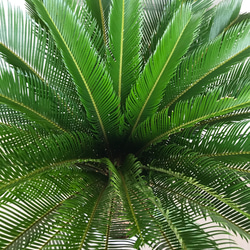 大型！ 子株大量 ソテツ 蘇鉄 Cycas revoluta 9枚目の画像