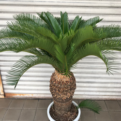 大型！ 子株大量 ソテツ 蘇鉄 Cycas revoluta 4枚目の画像