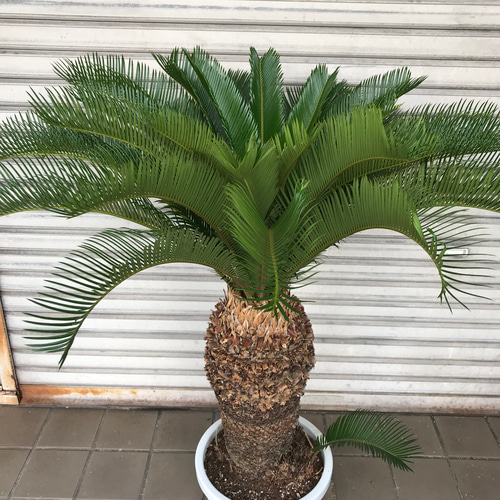 在庫有り お買い得 ソテツ 短葉タイプ 群生子株付き 大型 - crumiller.com