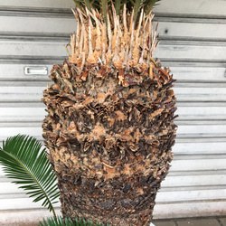 大型！ 子株大量 ソテツ 蘇鉄 Cycas revoluta 10枚目の画像