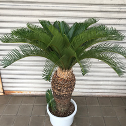 大型！ 子株大量 ソテツ 蘇鉄 Cycas revoluta 2枚目の画像