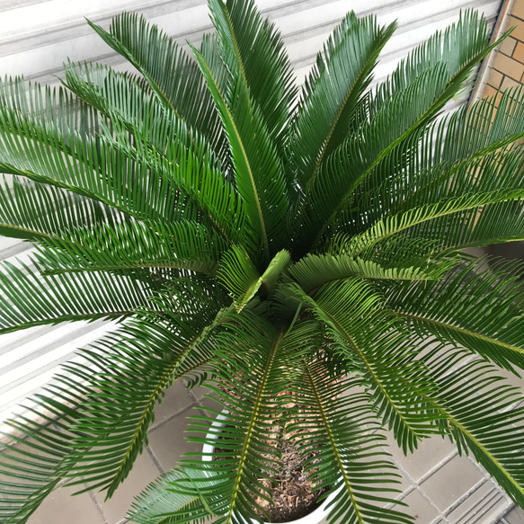 大型！ 子株大量 ソテツ 蘇鉄 Cycas revoluta 6枚目の画像