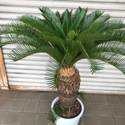 大型！ 子株大量 ソテツ 蘇鉄 Cycas revoluta 3枚目の画像