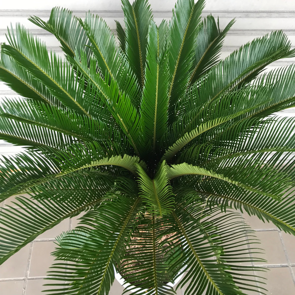 大型！ 子株大量 ソテツ 蘇鉄 Cycas revoluta 5枚目の画像