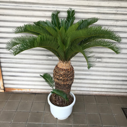 大型！ 子株大量 ソテツ 蘇鉄 Cycas revoluta 1枚目の画像