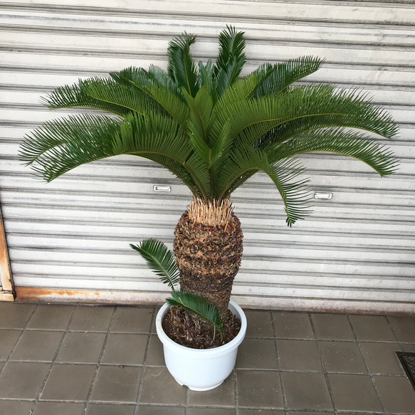 大型！ 子株大量 ソテツ 蘇鉄 Cycas revoluta その他インテリア雑貨 
