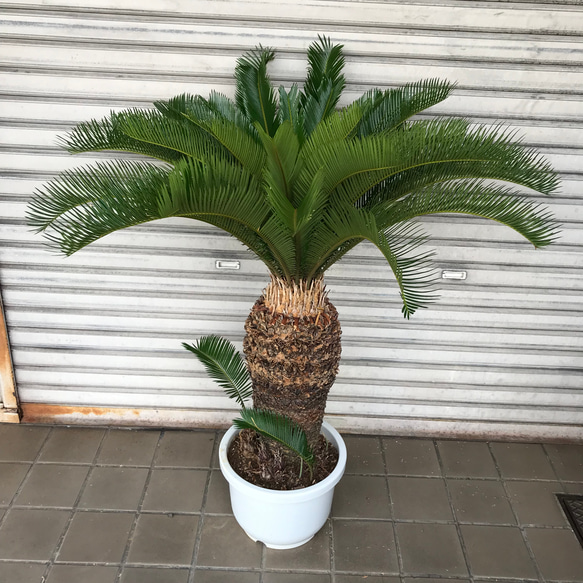 大型！ 子株大量 ソテツ 蘇鉄 Cycas revoluta 1枚目の画像