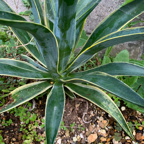 アガベ アテナータ斑入り 抜き苗 多肉植物 多肉と雑貨 みどりのゆび