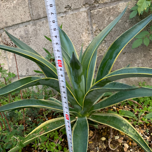 アガベ アテナータ斑入り 抜き苗 多肉植物 多肉と雑貨 みどりのゆび