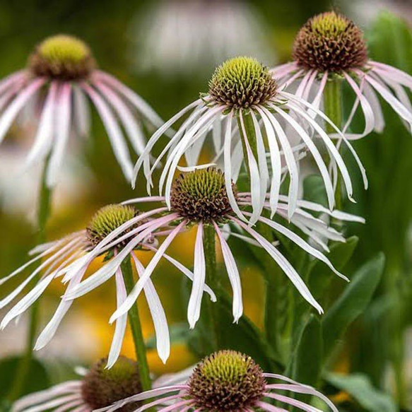 アップルブロッサムスパイダー