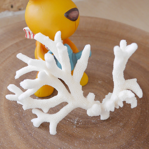 沖縄県宮古島産 天然 サンゴ SS 素材販売 インテリア コーラル 珊瑚 枝