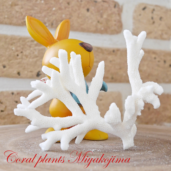 沖縄県宮古島産 天然 サンゴ SS 素材販売 インテリア コーラル 珊瑚 枝