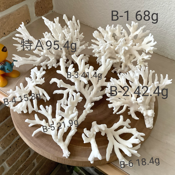 沖縄県宮古島産 天然 サンゴ Ｍ 素材販売 インテリア エアープランツホルダー コーラル 珊瑚 枝珊瑚 特A 95.4g 15枚目の画像