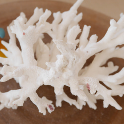 沖縄県宮古島産 天然 サンゴ Ｍ 素材販売 インテリア エアープランツホルダー コーラル 珊瑚 枝珊瑚 特A 95.4g 9枚目の画像