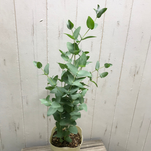 樹形良好♡ 細葉タイプ ユーカリ グニー その他インテリア雑貨 樹形良好♡ 細葉タイプ ユーカリ グニー その他インテリア雑貨