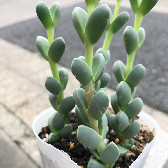 鉢ごと発送  メセン  コルプスキュラリア  レーマニー Corpuscularia  lehmannii 4枚目の画像