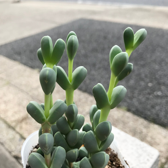 鉢ごと発送  メセン  コルプスキュラリア  レーマニー Corpuscularia  lehmannii 7枚目の画像