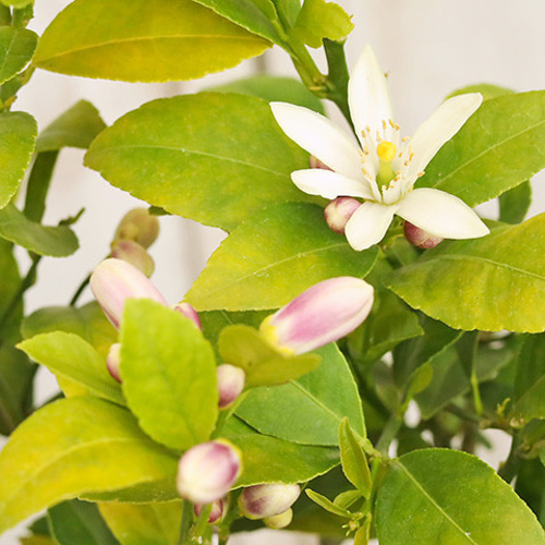 果樹苗 花芽付き レモンの木 マイヤーレモン 4号 常緑低木 柑橘 家庭