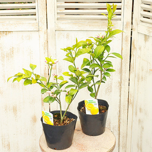果樹苗 花芽付き レモンの木 マイヤーレモン 4号 常緑低木 柑橘 家庭