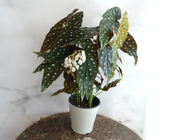 美❗️ベゴニアマクラータ斑入り