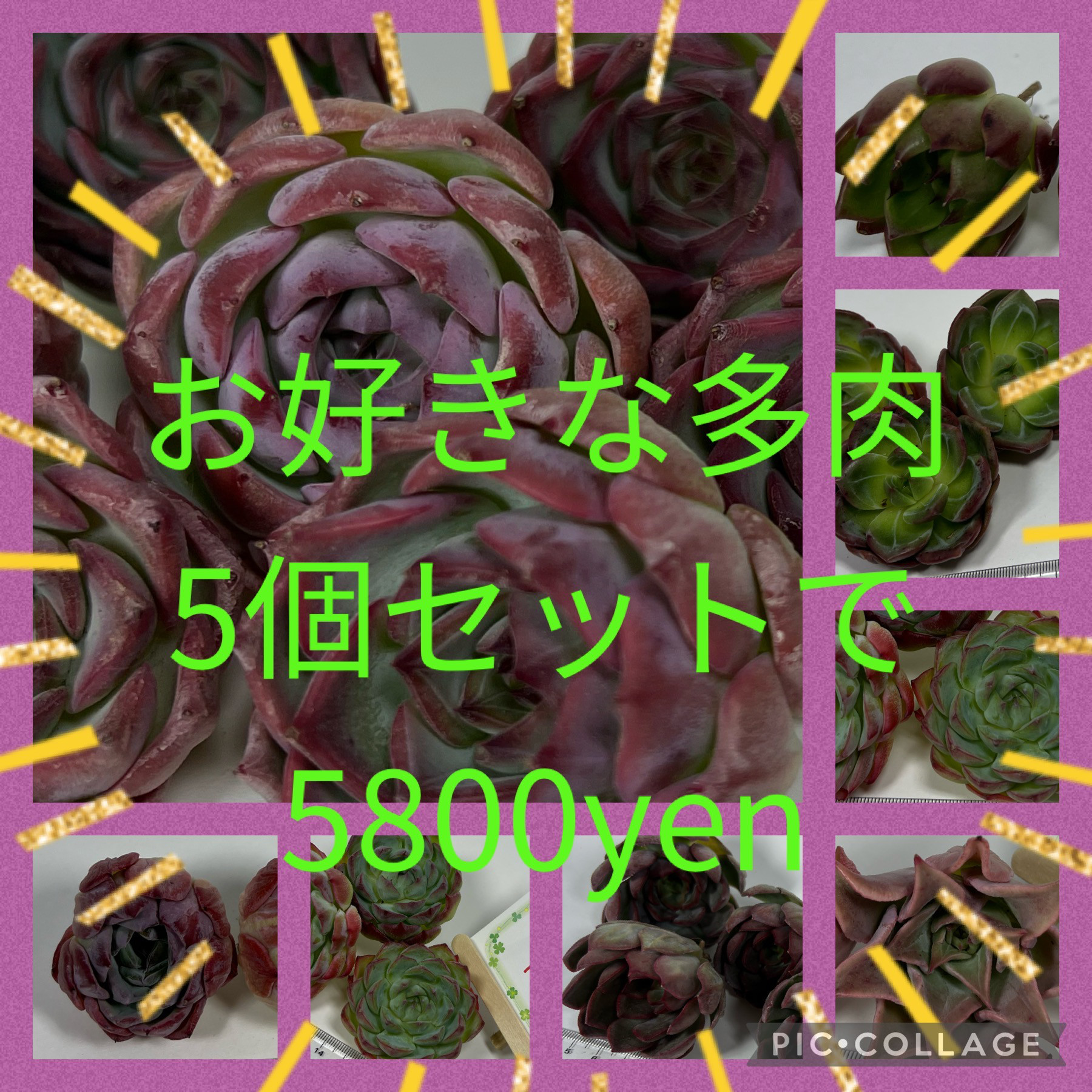 多肉植物5個セット