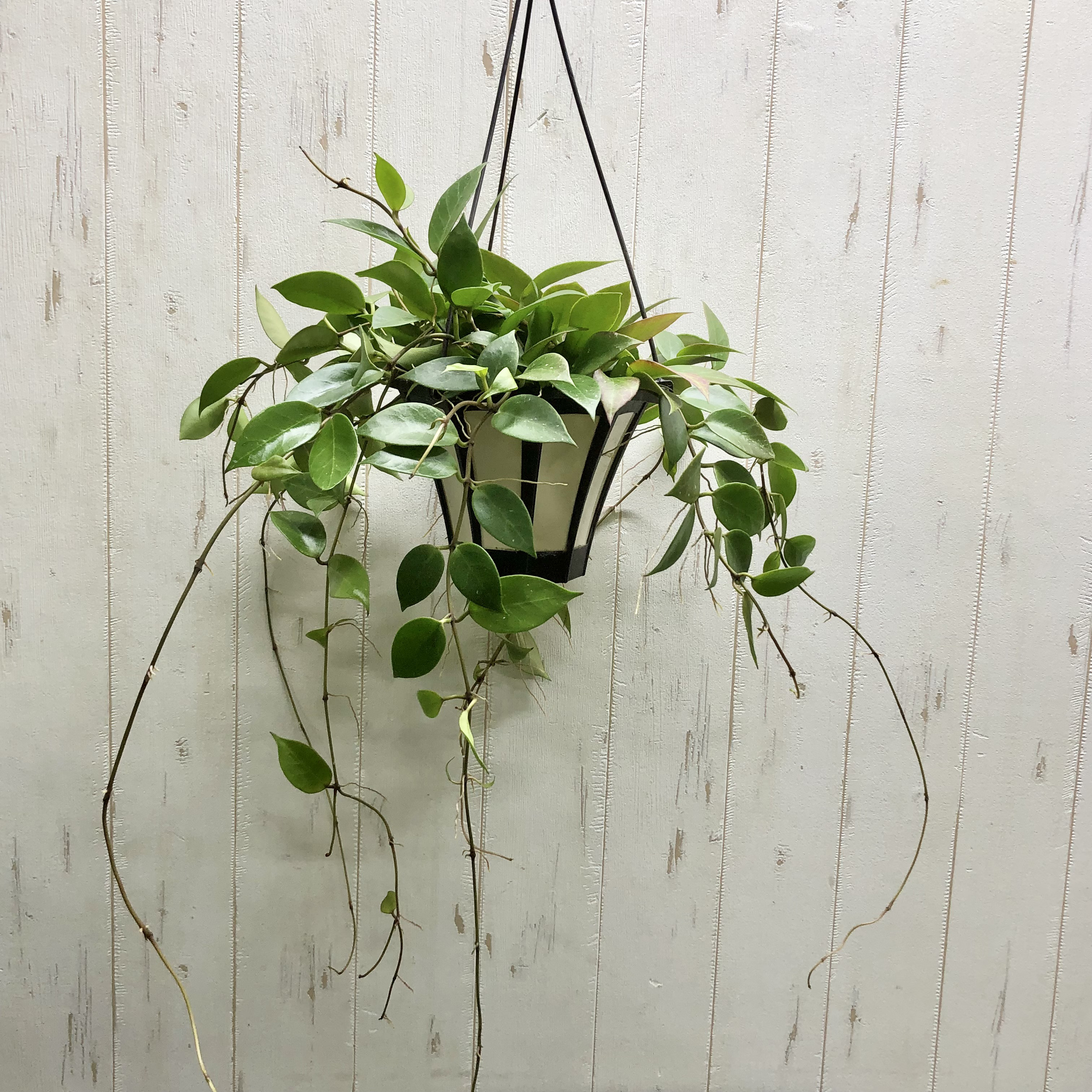 HOYA・ホヤ・Larisa・開花中・花座あり