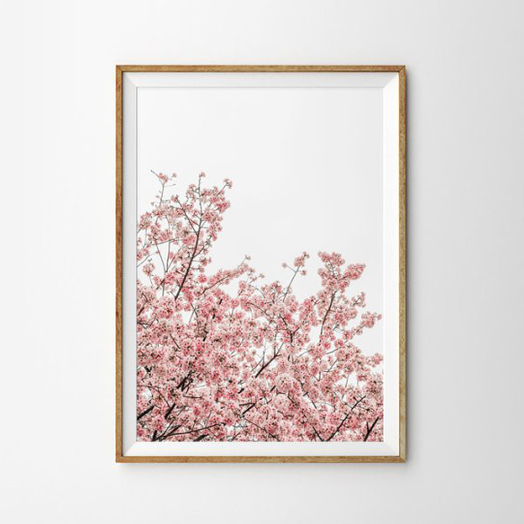 Cherry Blossoms Pinkish お花 桜 ポスター 1枚目の画像