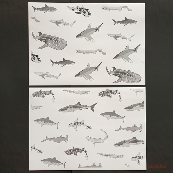 紙書封面鯊魚（單色）（5 件套） 第6張的照片