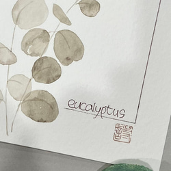 ［水彩画:原画］eucalyptus00026 ユーカリ 5枚目の画像