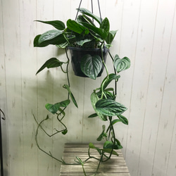 大株 つる長め♡ モンステラ ジェイド シャトルコック 吊り鉢 その他