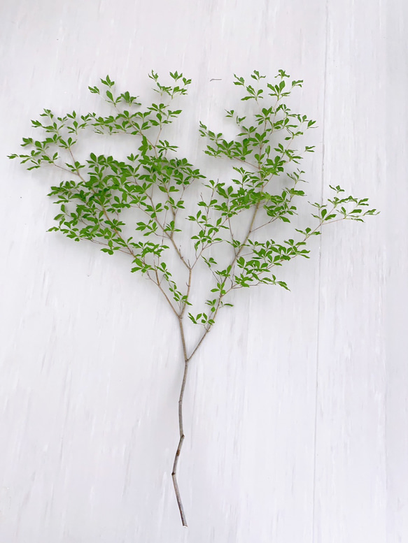 深山ドウダン ミヤマドウダンツツジ 生花 枝モノ 1m＊1本 その他