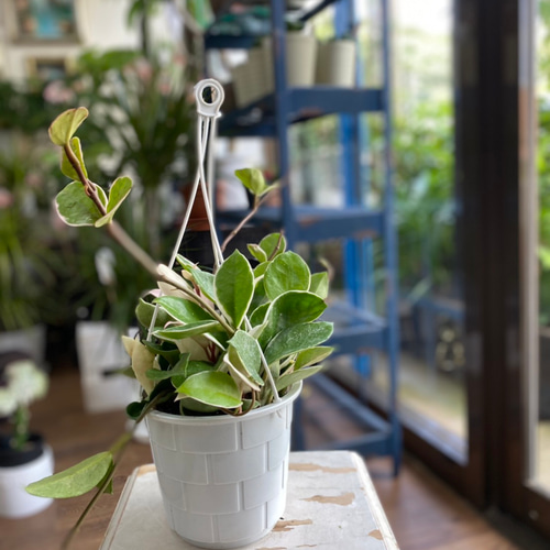 観葉植物】ホヤ カルノーサ 5号 831 送料無料 その他インテリア