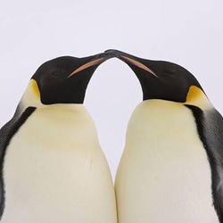 knot 皇帝ペンギンのご祝儀袋　子ペンギン 4枚目の画像