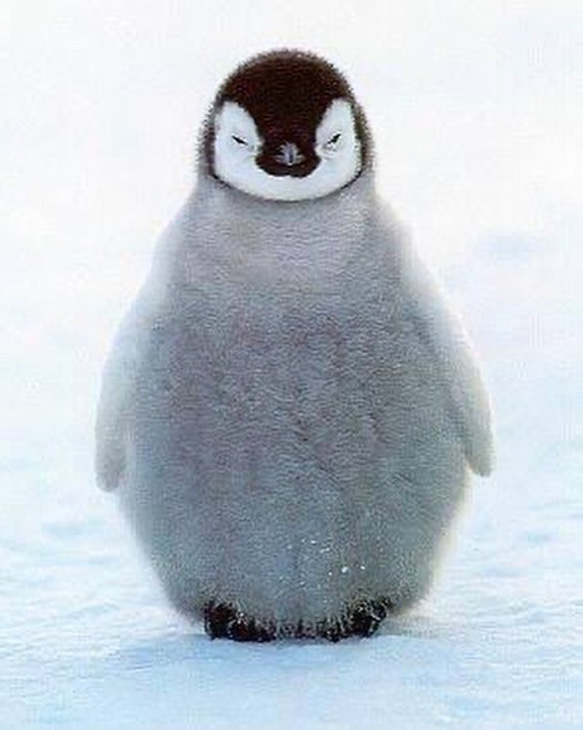 knot 皇帝ペンギンのご祝儀袋　子ペンギン 9枚目の画像