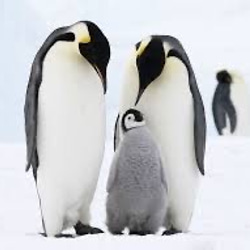 knot 皇帝ペンギンのご祝儀袋　子ペンギン 8枚目の画像