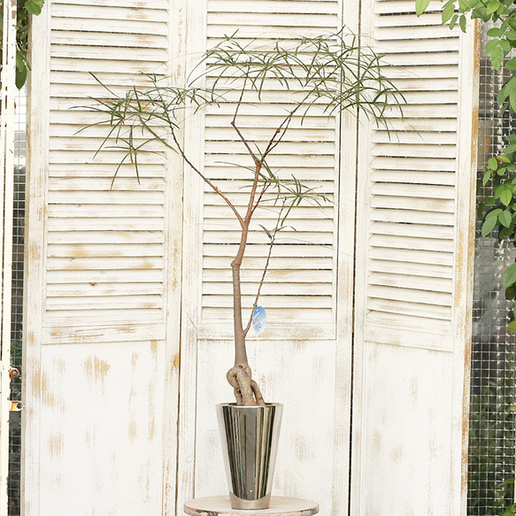 観葉植物 ブラキキトン ボトルツリー 110cm