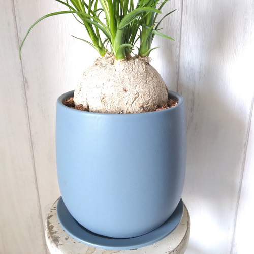 現品】ノリナポニーテール【トックリラン】 くすんだブルー陶器鉢受皿