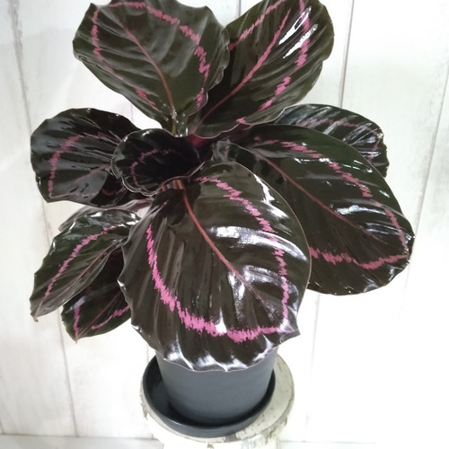 衛星とカラテア　写真　バラ売り可 Amazon｜カラテア べサール 4号 ポット Calathea orbifolia