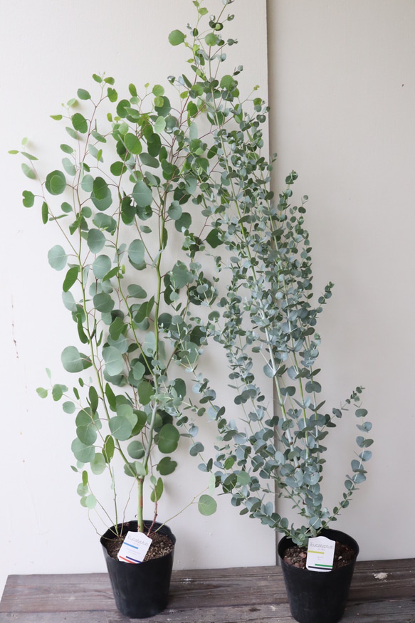 大人気のユーカリ＊ポポラス＊グニー＊庭植え＊シンボルツリー