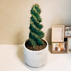 在庫］【希少】サボテン セレウス ペルビアナス スピラリス 観葉植物