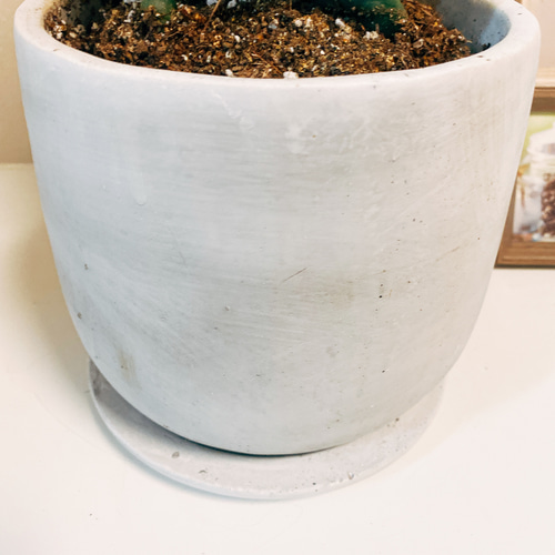 在庫］【希少】サボテン セレウス ペルビアナス スピラリス 観葉植物