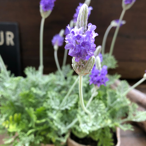 a☆香る☆人気の【四季咲き】レースラベンダー☆お花も可愛い☆ a☆香る☆人気の【四季咲き】レースラベンダー☆お花も可愛い☆ 本物の