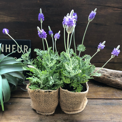 2個セット♡レースラベンダー♡レースの葉っぱ♡四季咲き