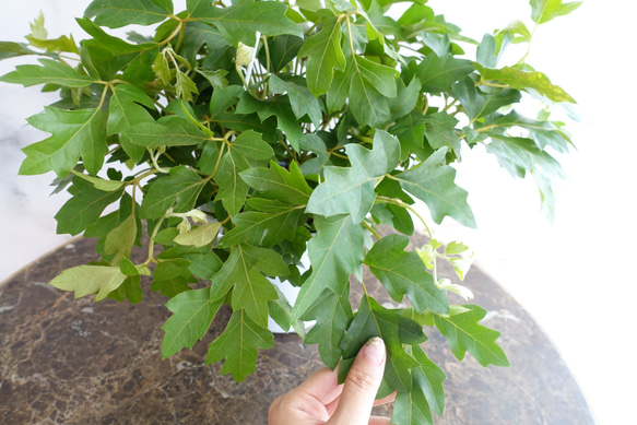 ナチュラルな雰囲気♡エレンダニカ　シッサス　観葉植物　吊り下げ　ハンギング〈ポトス　グレープアイビー　ディスキディア 〉 7枚目の画像