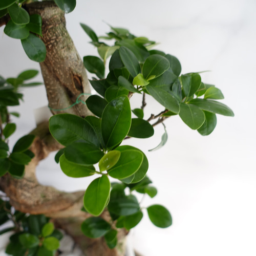 フィカス☆ 人気植物 ガジュマル 昇り龍 縁起物 現品発送】昇り龍⭐︎縁起のいいガジュマル 観葉植物 幹太