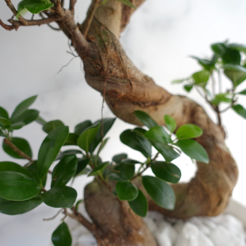 フィカス☆ 人気植物 ガジュマル 昇り龍 縁起物 フィカス☆ 人気植物 ガジュマル 昇り龍 縁起物