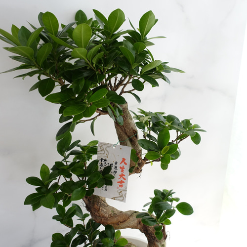 現品発送】昇り龍⭐︎縁起のいいガジュマル 観葉植物 幹太
