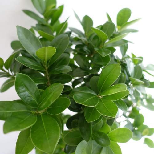 現品発送】昇り龍⭐︎縁起のいいガジュマル 観葉植物 幹太